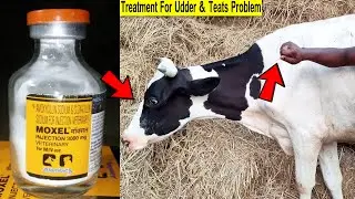 Moxel Injection 3000 | Cow Video | Veterinary Medicine | Treatment For Udder & Teats Problem