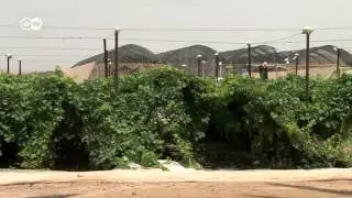 Agricultura en el desierto | Visión futuro