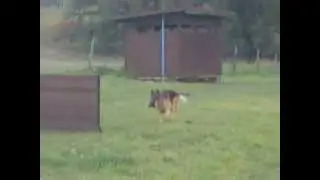 Germany shepherd - Trials VPG3 - obedience