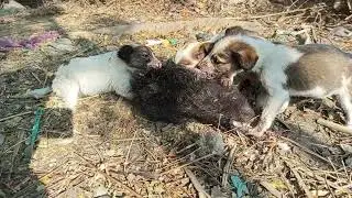 Hungry Puppies Enjoy a Special Meal 🐶❤️ | Real Street Animal Moment #koklimunda #puppy #doglife 