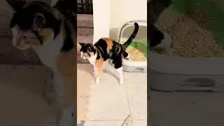 How much did my cat cost?