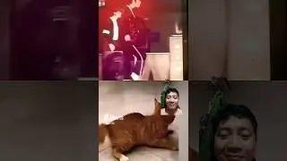 Talented cat dance like Michael Jackson 🤣 #shorts #funny #michaeljackson