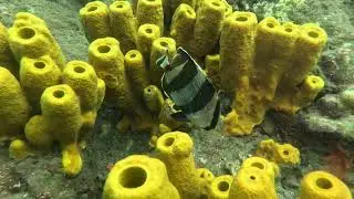 Martinique poissons langouste tortue