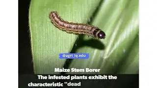 major insect pests of maize crop.