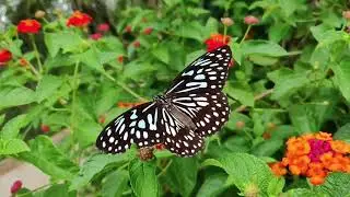 Most Beautiful Flowers in the World . Nepali Tara smart ........