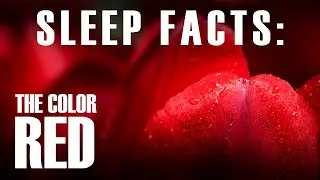 The History of Red: Origins, Symbolism & Meaning | Sleep Learning