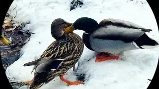 Duck Drama on Ice: The Hungry, The Brave, and The Lonely 🦆❄️