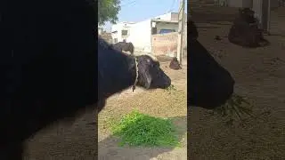 beautiful Nili Buffalo's for the 26January 2026#farming #baffalo #dairyfarming #animals ni