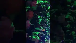 #munga #newrules 2025 performance bad from we born