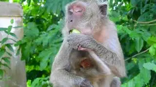 So Pity Blind Baby Vigo Look So Powerless Since Mom Vigas Trying To Wean And Block Milk, Pity VIGO