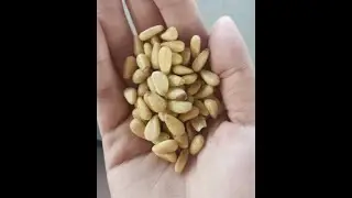 Nut Butter Mills &mdash; Wholenut Butter Mill &mdash; Peanut Cashew Macadamia Butter Machine