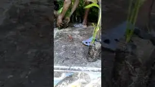 The Haiti Tree Project: Counting Trees