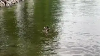 Duckies!