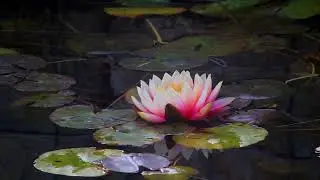 Meditation Music for Balance, Peace, Strength & Inner Beauty 🌿✨🧘&zwj;♀️