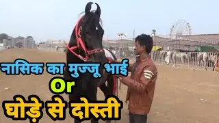 मुज्जू भाई ओर घोड़ा!! घोड़े से दोस्ती कैसे करें!! घोड़े को कैसे संभाले!!