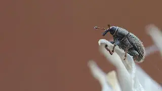 Tiny Weevil Beetle - Macro Video / Photography - Panasonic Lumix + Raynox DCR-250 - Macro Shots