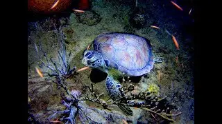 Night Dive in Sosua