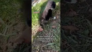 Котенок с отсутствующей лапкой спасен! #котенок