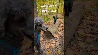 Unbelievable Cat and Dog Hike Together | Midnight And Milo