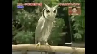 evil owl