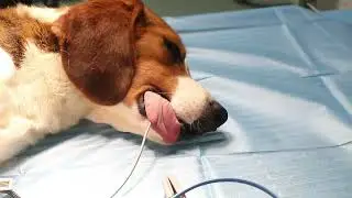 veterinary monitor clinical testing #vet #cat #dog #veterinary #animals #pet whatsapp:+8613901680973