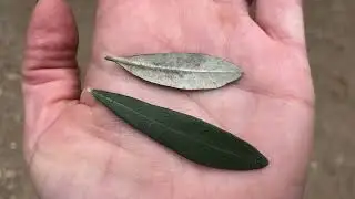World Trees Tour - Olive (Olea europaea)