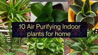 10 Best Air purifier plants in indoor //  Clean your home air pollution