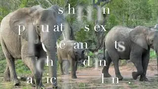 African Elephants On Their Path To Extinction.