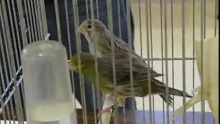 Grey Canary - Astoria Bird Club Show 2019