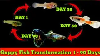 gupp fish വളരാൻ  malayalam # tech vaishnav