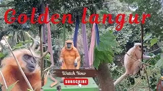 Golden langur দেখিলো 🙉 | সোণালী বান্দৰ 🙊 | Kakoijana | কাকইজানা
