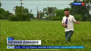 🇮🇳Indian rice is coming to Russia🇷🇺
