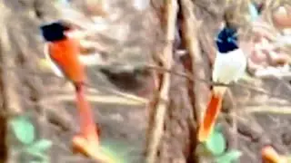 Paradise flycatcher female winter season guest...🧡🤍 #birds #paradiseflycatcher
