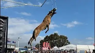 Adorable dogs #dockdogs