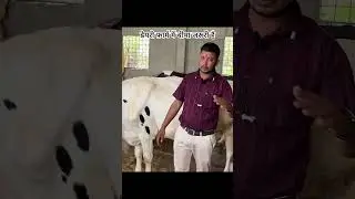 डेयरी फ़ार्म में बीमा जरूरी है #hfcowfarm #dairyfarm #insurance #buffalofarm #cow #dairyherd