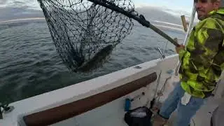 Stripe bass, blue fish, white perch, red drum in Chesapeake Beach, Md