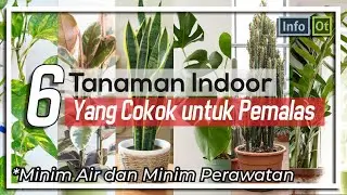 6 TANAMAN INDOOR YANG COCOK UNTUK PEMALAS