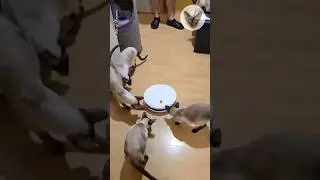 Robot vacuum cleaner - my cats' new toy 😊😂😊 cat and vacuum cleaner | oriental cats | cat family 😊