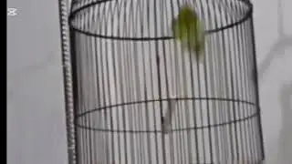 Lovebird ngekek panjang dengan variasi isian terbaik dan tembakan mewah 1 Januari 2026