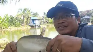 2 cha,con chinh phục bầy cá thác lác khủng!