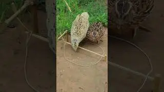 Primitive Quail Trapping Techniques - DIY Bird Trap Video #youtube #shorts