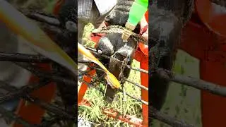 Epic Cow Hoof Rescue  Trimming & Fixing Severe Injury Caused by Rusty Nail