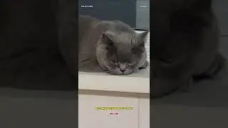 Signs Your Cat Is Dying (Warning Signs)