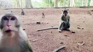 Asia monkeys like public area where tourist walk through