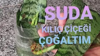 Suda kılıç çiçeği çogaltımı, Harika bir işlem Sonuç süper👍🥰