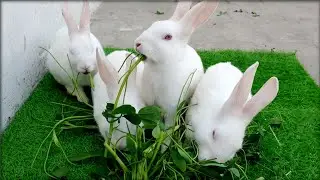 &ldquo;Cute Rabbits Eating Together 🐰🥕&rdquo;