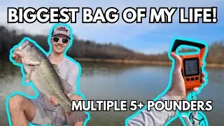 MASSIVE 5 FISH BAG FROM THE BACKYARD POND! (Spinnerbait killerz)