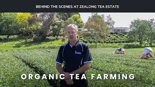Zealong Behind the Scenes:  Organic Tea Farming