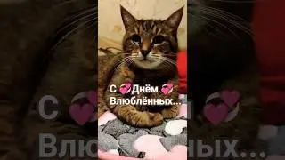 💞🤩😍#cat #котики #видосыоткота #прикольныекоты #кот