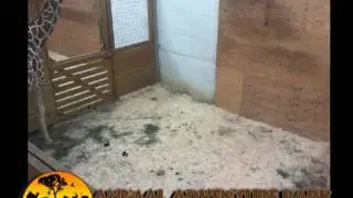 Animal Adventure Park Giraffe Cam